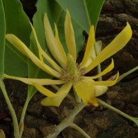 Magnolia champaca (L.) Baill. ex Pierre